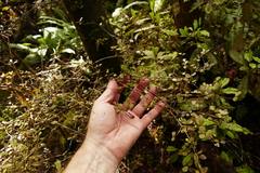 Neomyrtus pedunculata