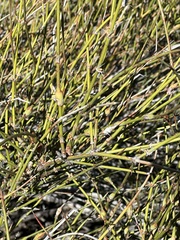 Ephedra trifurca