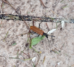 Palaestra rufipennis