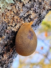 Lycogala flavofuscum