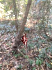 Gasteracantha versicolor