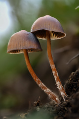 Psilocybe subtropicalis