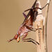 Sepedon fuscipennis - Photo (c) robertgessing, vissa rättigheter förbehållna (CC BY-NC), uppladdad av robertgessing