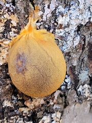 Lycogala flavofuscum