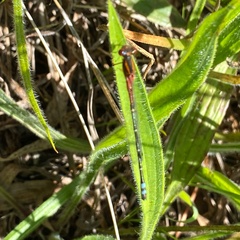 Xanthagrion erythroneurum
