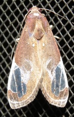 Bertholdia