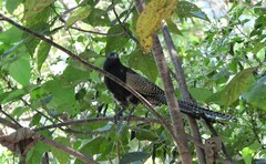 Centropus phasianinus