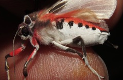 Bertholdia