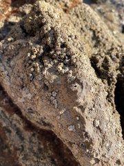 Balanomorpha