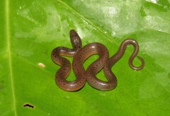 Hydromorphus concolor