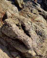 Balanomorpha