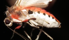Bertholdia