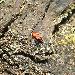 Lemodes coccinea