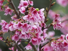 Prunus campanulata