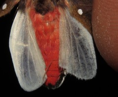 Bertholdia