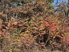 Rhus typhina