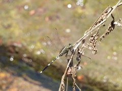 Orthetrum serapia