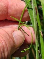 Wahlenbergia gracilis