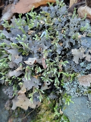 Peltigera horizontalis