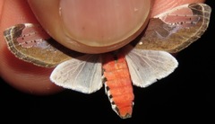 Bertholdia