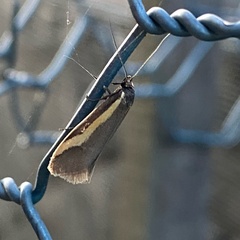 Philobota chrysopotama