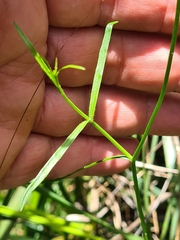 Wahlenbergia gracilis