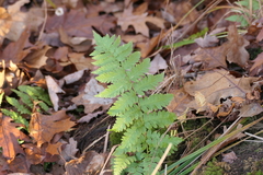 Dryopteris cristata