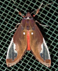 Bertholdia