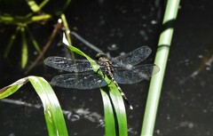 Orthetrum serapia