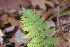 Dryopteris cristata