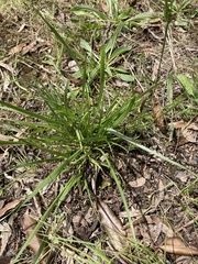 Microlaena stipoides