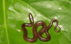 Hydromorphus concolor