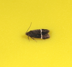 Pyrausta cingulata