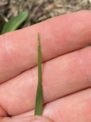 Microlaena stipoides