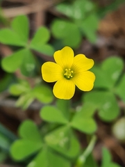 Oxalis perennans