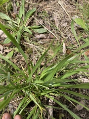 Microlaena stipoides