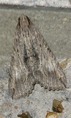 Melipotis acontioides