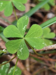 Oxalis perennans