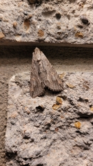 Melipotis acontioides