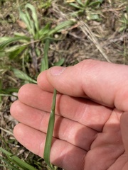 Microlaena stipoides