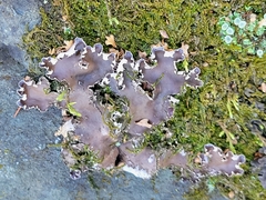 Peltigera horizontalis