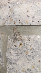 Melipotis acontioides