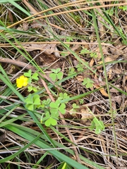 Oxalis perennans