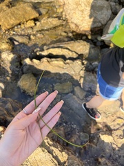 Phyllospadix torreyi