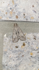 Melipotis acontioides