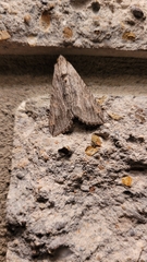 Melipotis acontioides