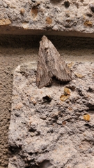 Melipotis acontioides