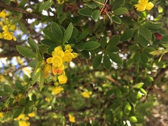 Berberis aristata