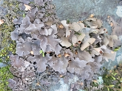Peltigera horizontalis