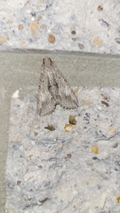 Melipotis acontioides